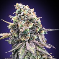 Purple  Punch  Feminised  Cannabis  Seeds