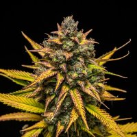 Purple  Queen  Automatic