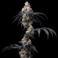 Rainbow  Sherbet  Feminised  Cannabis  Seeds