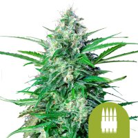 Royal  Ak  Auto  Feminised  Cannabis  Seeds