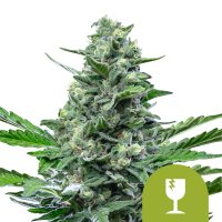 Royal  Critical  Auto  Feminised  Cannabis  Seeds