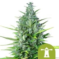 Royal  Haze  Auto  Feminised  Cannabis  Seeds