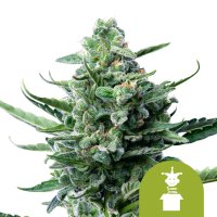 Royal  Jack  Automatic  Feminised  Cannabis  Seeds