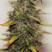 Purple Sirius Kush Autoflowering Feminised Seeds Purple Sirius Kush Autoflowering Feminised Seeds