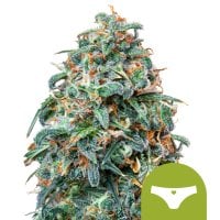 Sherbet  Queen  Auto  Feminised  Cannabis  Seeds