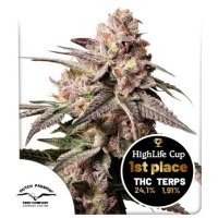 Slush  Mint  Cake  Feminised  Cannabis  Seeds
