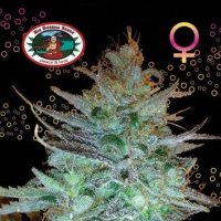 Sour  Chiesel  Feminised  Cannabis  Seeds
