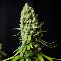 Super  Skunk  Feminized