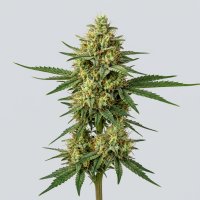 Sweet  Critical 20  Feminised  Cannabis  Seeds
