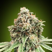 Sweet  Critical  Fast  Feminised  Cannabis  Seeds