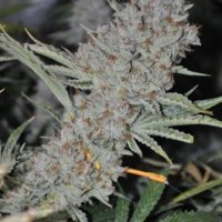 Sweet  Tooth  Express  Auto  Feminised  Cannabis  Seeds  Phoenix  Cannabis  Seeds 0