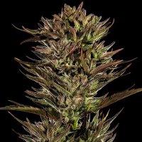 Thin  Mint  X  Sour  Pinot  Auto  Feminised  Cannabis  Seeds