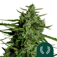 Titan F1 Auto Flowering Cannabis Seeds