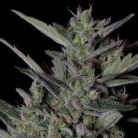 Trailblazer  Line  Crystal  Gelato  Auto  Flowering  Cannabis  Seeds