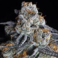 Trailblazer  Line  Crystal  Gelato  Feminised  Cannabis  Seeds