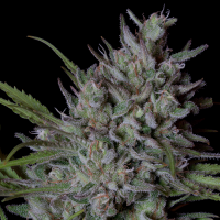 Trailblazer  Line  Crystal  Runtz  Feminised  Cannabis  Seeds