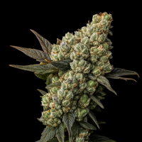 Trailblazer  Line  Lemon  Feminised  Cannabis  Seeds
