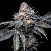 Trailblazer  Line  Permanent  Marker  Feminised  Cannabis  Seeds