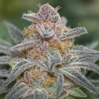 Trailblazer  Line  Rainbow  Sherbet  Feminised  Cannabis  Seeds