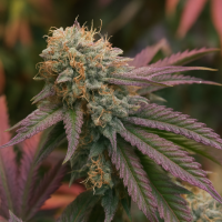 Trailblazer  Line  Rs11  Feminised  Cannabis  Seeds 0