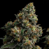 Trailblazer  Line  Scotch  Soda  Feminised  Cannabis  Seeds