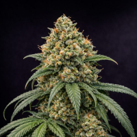 Triploid  Line  Fruit  Tartare  Triploid  Feminised  Cannabis  Seeds