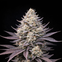 Triploid  Line  Peach  Ringz  Triploid  Feminised  Cannabis  Seeds