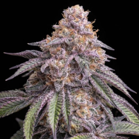 Triploid  Line  Permanent  Marker  Triploid  Feminised  Cannabis  Seeds