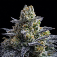 Triploid Line Rotten Apple Triploid Feminised Cannabis Seeds