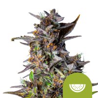Watermelon  Auto  Feminised  Cannabis  Seeds