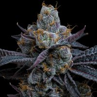 White  Runtz  Feminised  Cannabis  Seeds