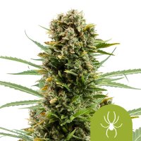 White  Widow  Auto  Feminised  Cannabis  Seeds