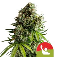 X  Tyson  Nyc  Sour  D  Auto