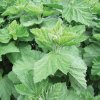 Three  Leaf  Natural  Blend  Of  Organic  Herbs 28g 3