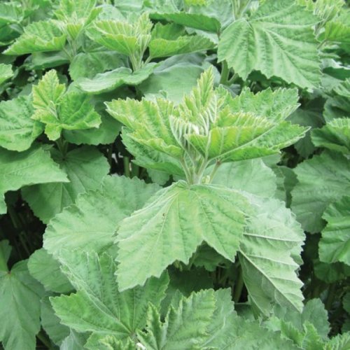 Three  Leaf  Natural  Blend  Of  Organic  Herbs 28g 3