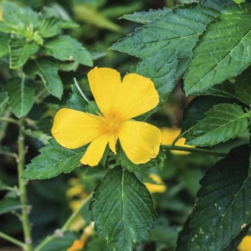 Three  Leaf  Natural  Blend  Of  Organic  Herbs 28g 5